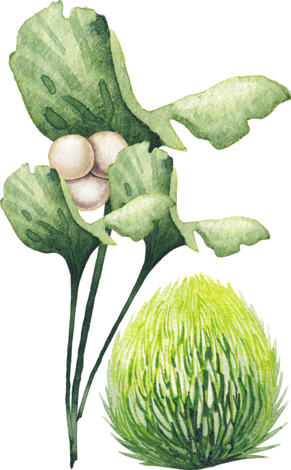 Dinosaurs Wall Sticker – Prehistoric Fun Removable Wall Decal for Kids