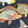 Sea Life Exotic Fish Wallpaper blue