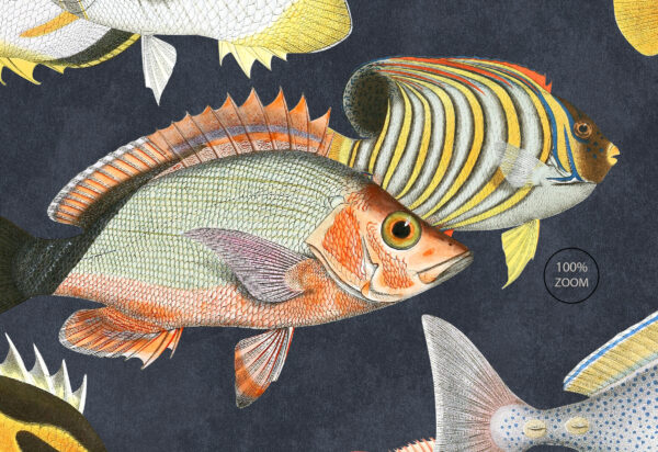 Sea Life Exotic Fish Wallpaper blue