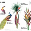 Watercolor Peacock & Parrot Wall Decals | Oilandia