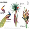 Watercolor Peacock & Parrot Wall Decals | Oilandia